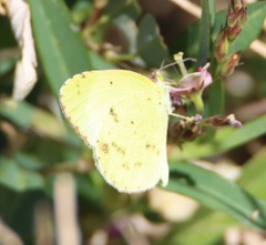 Pyrisitia lisa euterpe