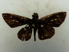 Parphorus decora