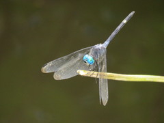 Micrathyria atra