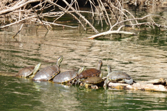 Trachemys hartwegi