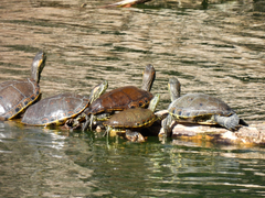 Trachemys hartwegi