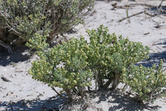 Artemisia spinescens
