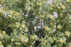 Artemisia spinescens
