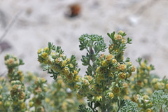 Artemisia spinescens