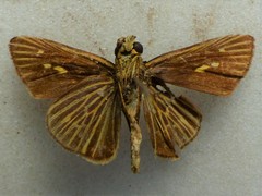 Parphorus decora