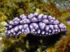 Phyllidiopsis krempfi