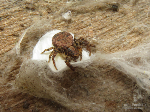 Eurasian Leaflitter Crab Spider
