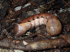 Xylophanes chiron nechus