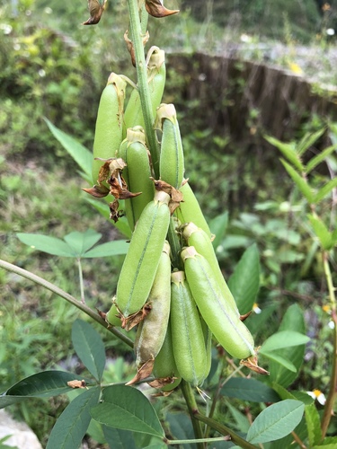 Crotalaria trichotoma