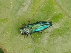 Agrilus acutus