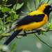 Yellow-backed Oriole - Photo (c) gabovinasco1, some rights reserved (CC BY-NC)