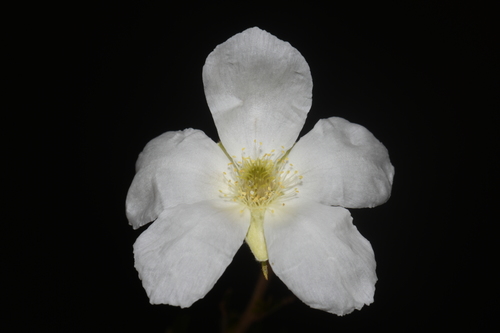 Apache plume (Fallugia paradoxa)
