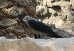 Corvus cornix