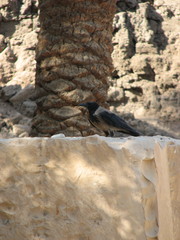 Corvus cornix