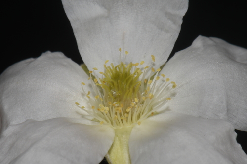 Fallugia paradoxa