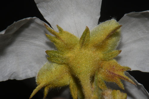Fallugia paradoxa