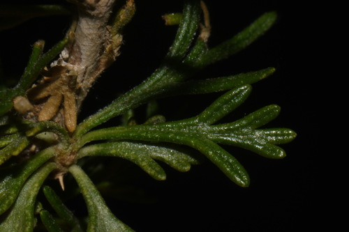 Fallugia paradoxa