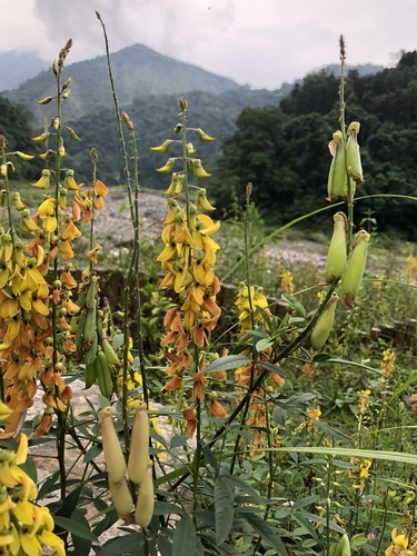 Crotalaria zanzibarica · NaturaLista Colombia