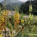 Crotalaria zanzibarica - Photo (c) Cheng-Tao Lin, some rights reserved (CC BY), uploaded by Cheng-Tao Lin