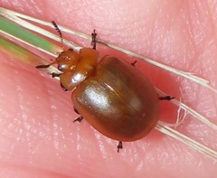 Plagiosterna nigritarsis