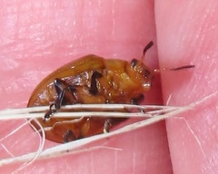 Plagiosterna nigritarsis
