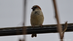 Passer domesticus