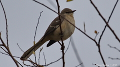 Mimus polyglottos