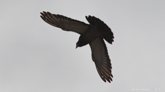 Columba livia