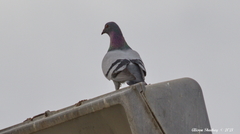 Columba livia