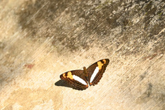 Adelpha phylaca