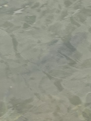 Caranx ignobilis