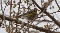 Setophaga coronata auduboni