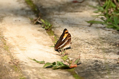 Adelpha phylaca