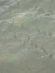 Caranx ignobilis