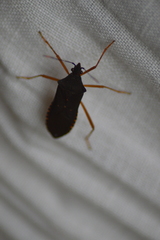 Leptoscelis elongator