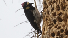 Melanerpes formicivorus