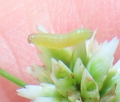 Spodoptera triturata