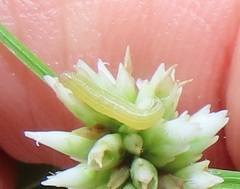 Spodoptera triturata