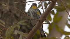 Setophaga coronata auduboni