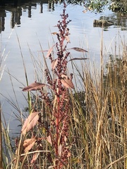 Amaranthus cannabinus
