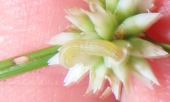 Spodoptera triturata