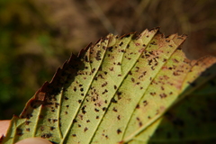 Phragmidium bulbosum