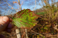 Phragmidium bulbosum