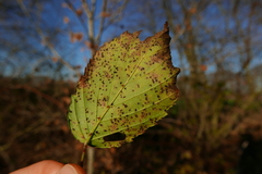 Phragmidium bulbosum