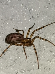 Stemonyphantes lineatus