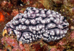 Phyllidiopsis