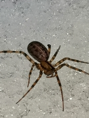 Stemonyphantes lineatus