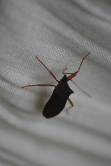 Leptoscelis elongator