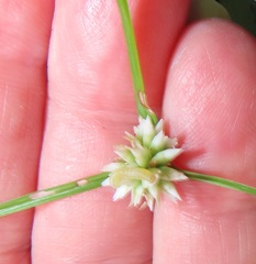 Cyperus dubius