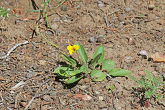 Viola vallicola